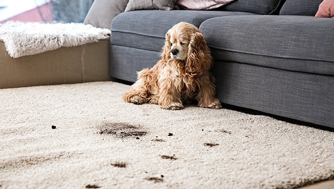 Carpet with Dirt | Carpets To Go