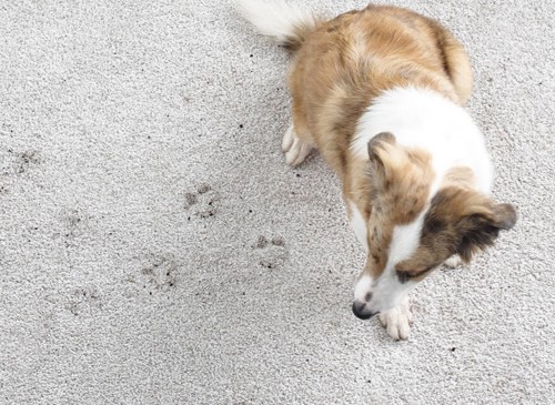 Dog On Carpet | Carpets To Go